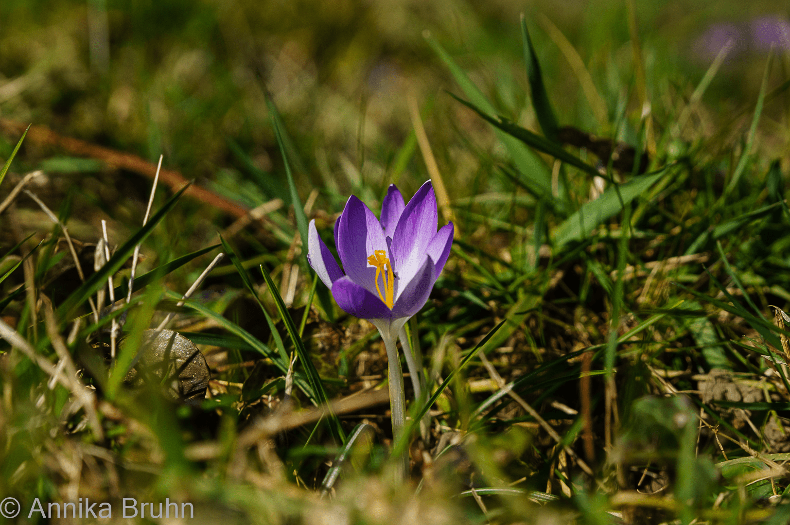 Die ersten Krokusse!